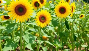 Where to Plant Sunflowers in Vegetable Garden for Maximum Growth and Beauty